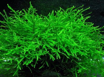 Яванский мох: содержание в аквариуме
