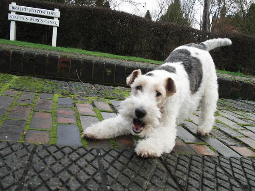 Фокстерьер жесткошерстный