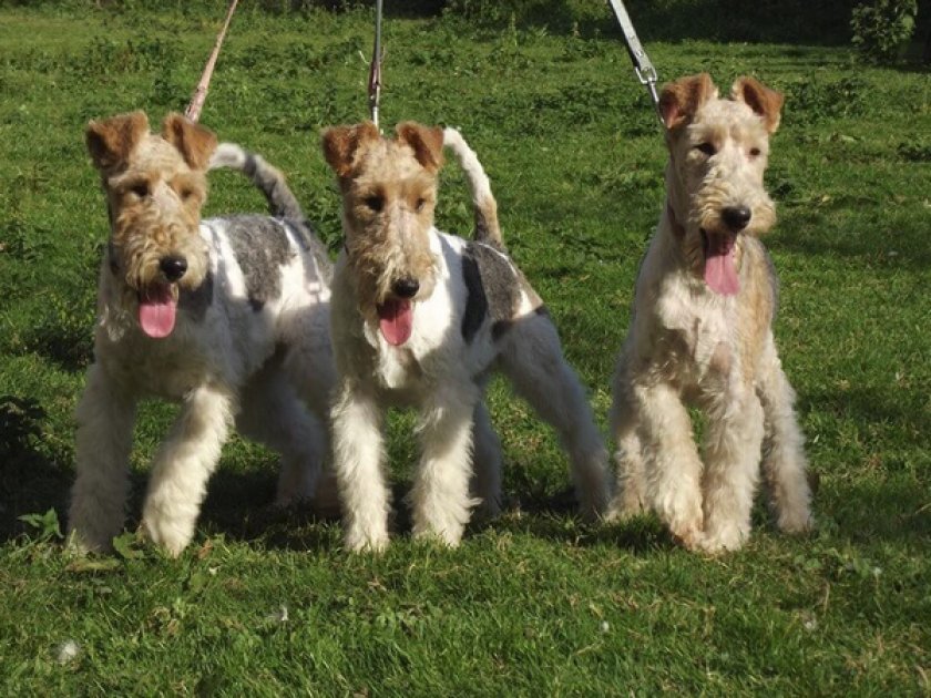 Фокстерьер жесткошерстный Фокстерьер жесткошерстный