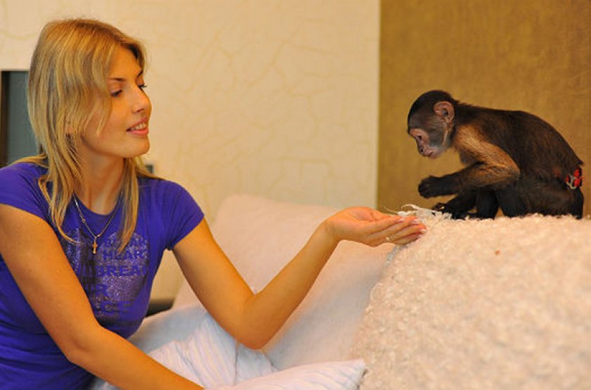 Питание капуцина Питание капуцина