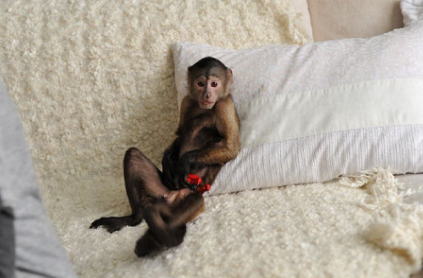 Сколько живут обезьяны в домашних. Капуцин детеныш. Капуцин обезьяна домашняя. Карликовый капуцин. Обезьяна в кровати.