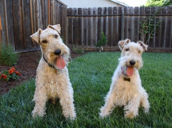 Галантный представитель из Англии: знакомство с породой фокстерьер жесткошерстный