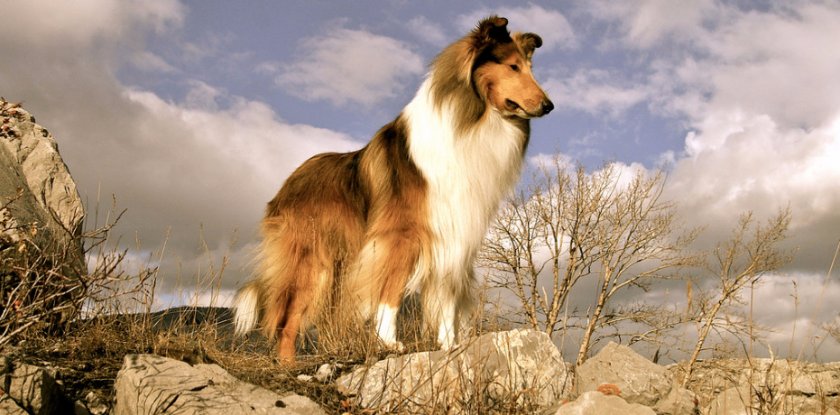 колли колли