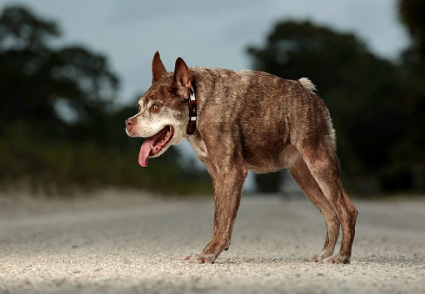 самые уродливые собаки
