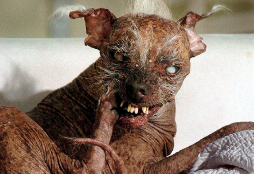 самые уродливые собаки самые уродливые собаки