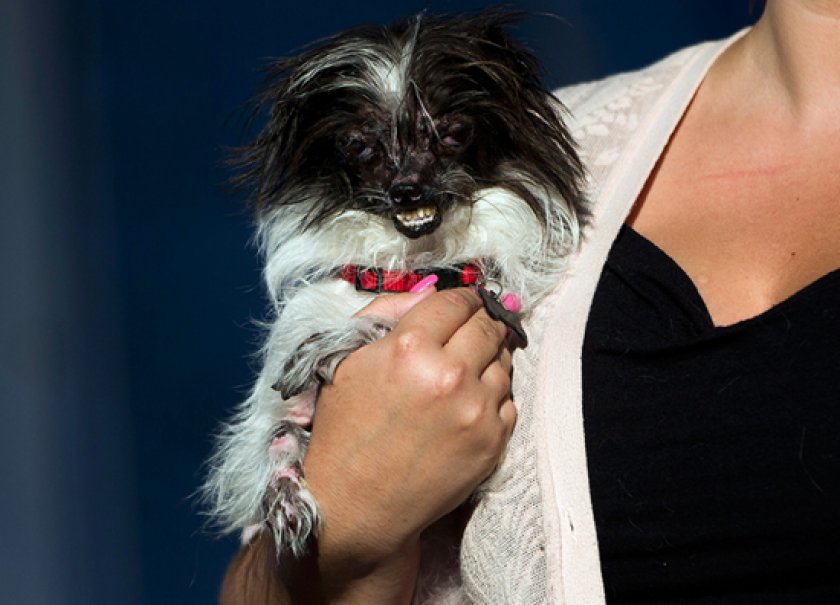 самые уродливые собаки самые уродливые собаки