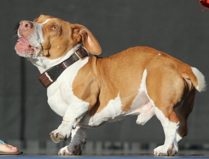 самые уродливые собаки самые уродливые собаки