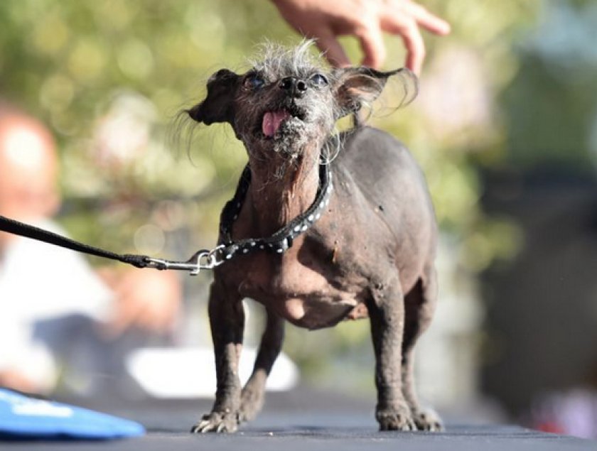 самые уродливые собаки самые уродливые собаки