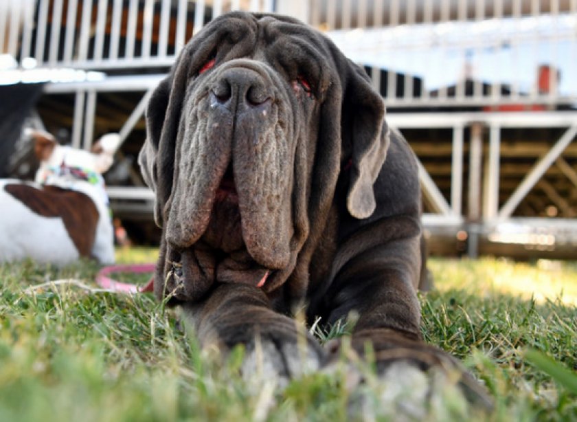 самые уродливые собаки самые уродливые собаки