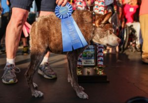 самые уродливые собаки