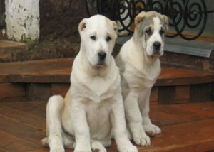 Собаки-волкодавы