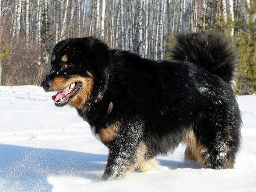 Собака-волкодав