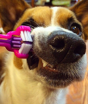 Как приучить собаку чистить зубы