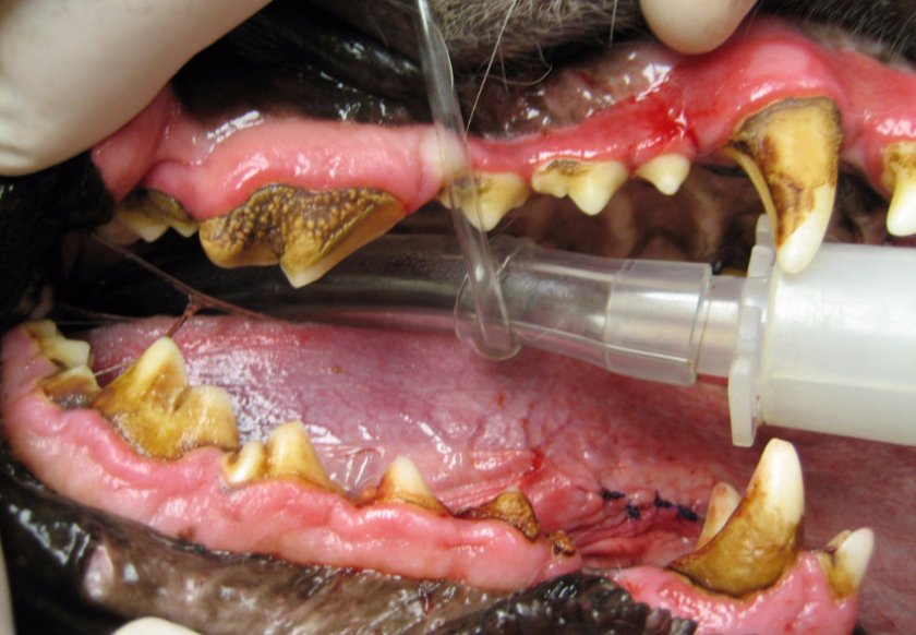 Как приучить собаку чистить зубы