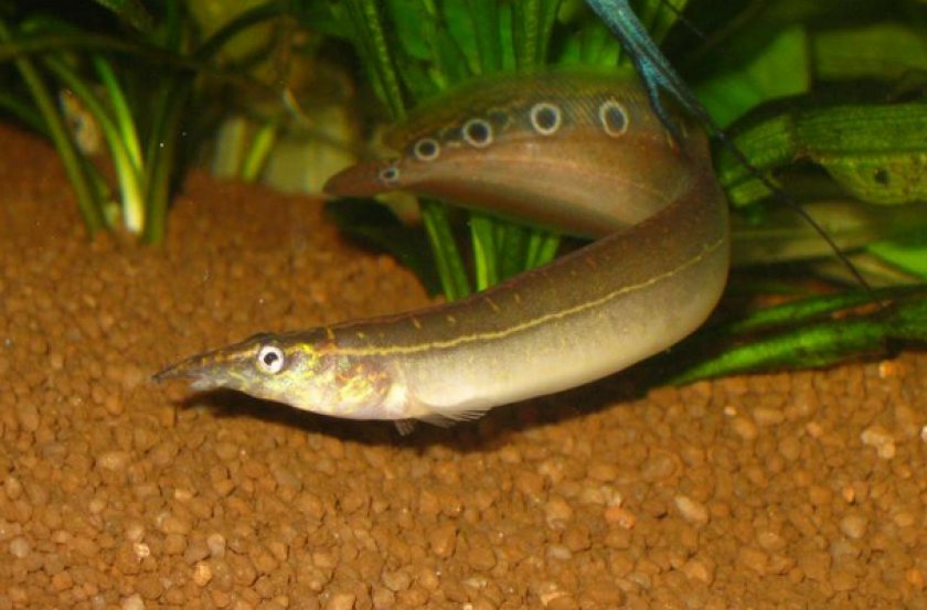 Макрогнатус глазчатый