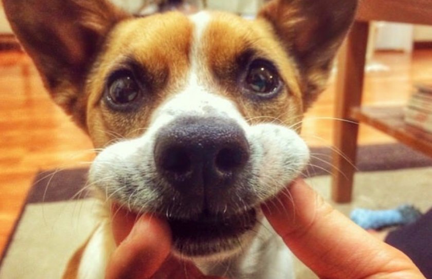 Как приучить собаку чистить зубы