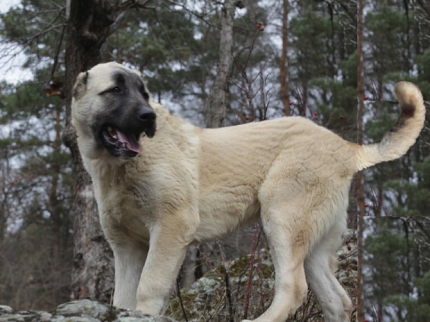 Армянский волкодав (гампр)