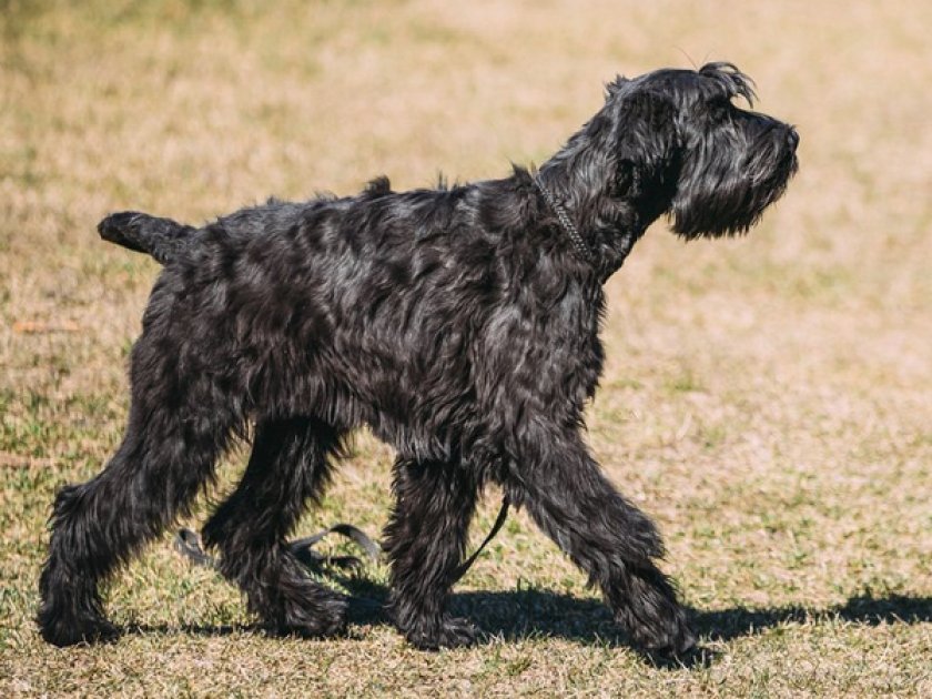 Ризеншнауцер