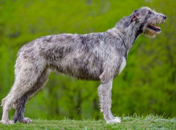 Каких собак называют волкодавами?