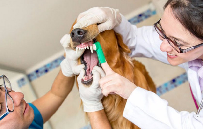 Как приучить собаку чистить зубы