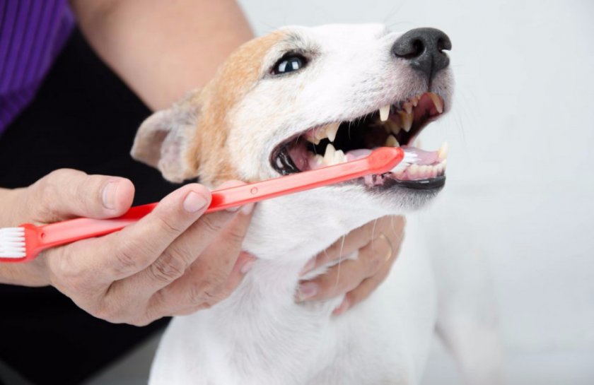 Как приучить собаку чистить зубы