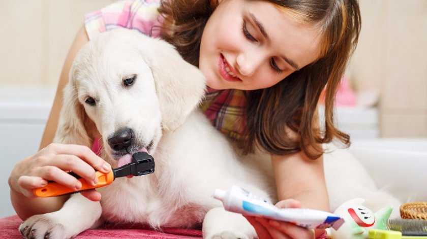 Как приучить собаку чистить зубы