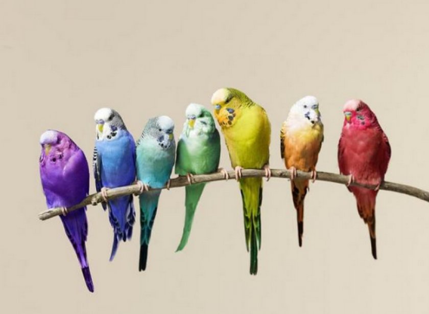 волнистые попугаи