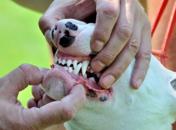 Как приучить собаку чистить зубы и как часто это нужно делать