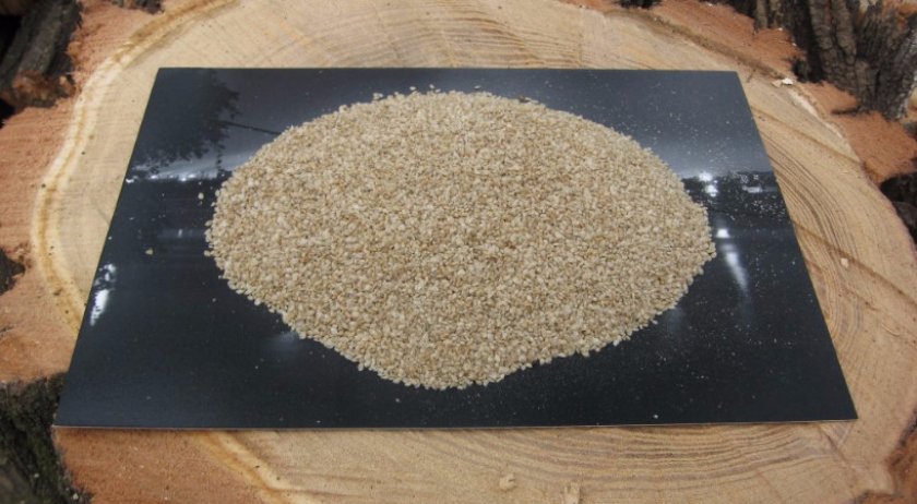 циклоп сушеной