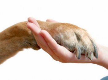 Когда нужно и как правильно стричь собаке когти