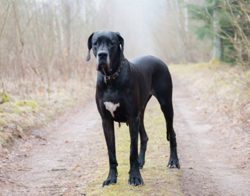 собаки с большими ушами