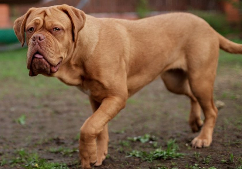 собаки с большими ушами