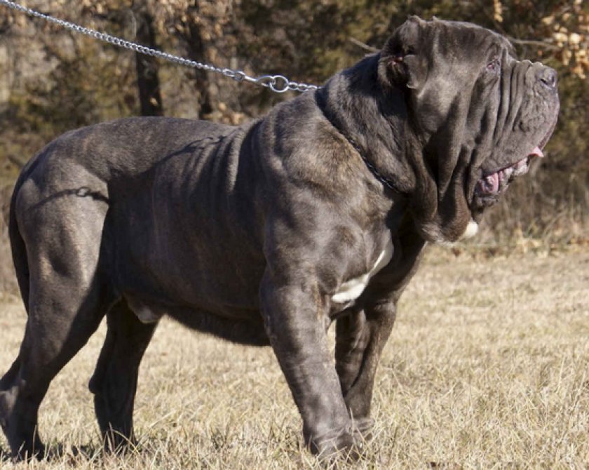 собаки с большими ушами