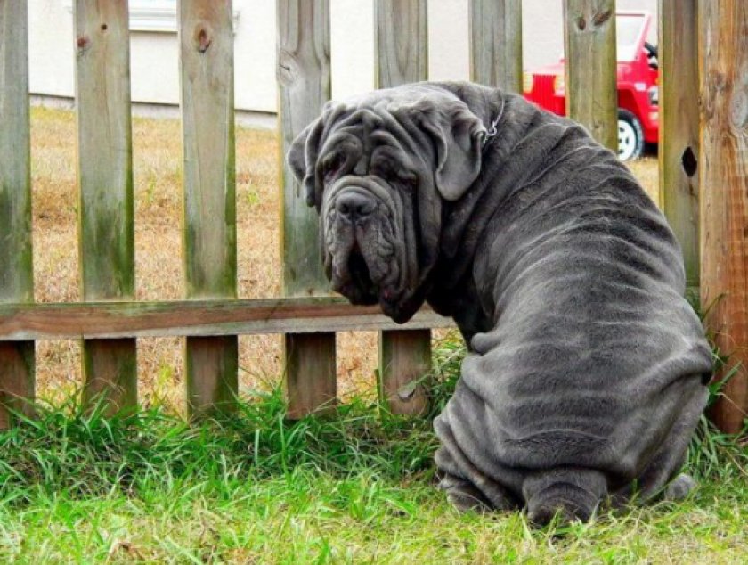 собаки с большими ушами