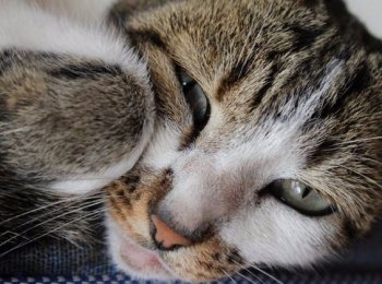 Почему выпадает прямая кишка у котенка или кошки, и что при этом делать