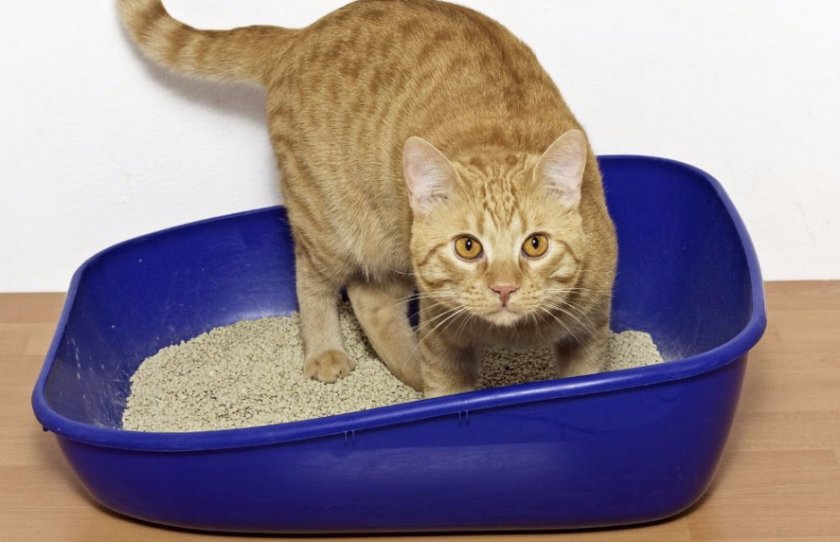 Лоток для кошки