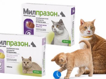 Антигельминтный препарат «Милпразон»: как давать кошкам и котятам
