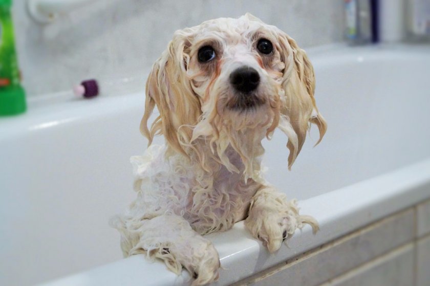 Итальянская болонка