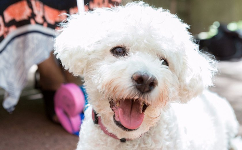 Итальянская болонка