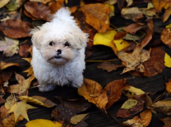 Итальянская болонка: уход и содержание
