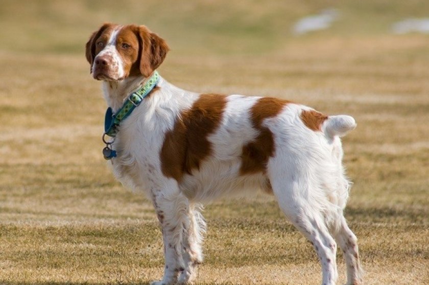 Бретонский эпаньоль