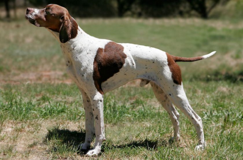 Английский пойнтер