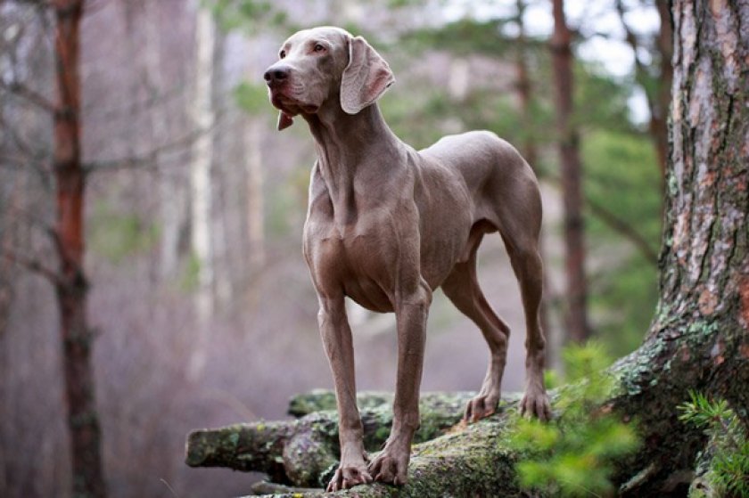 Веймаранер