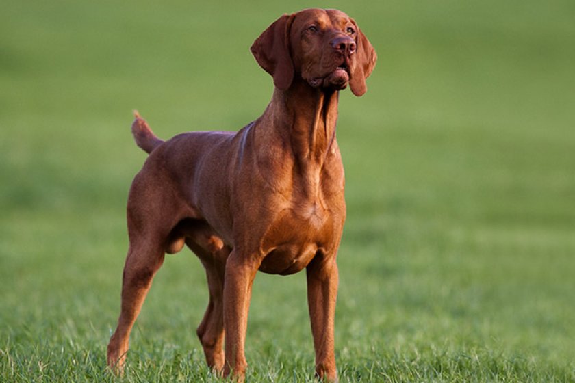 Венгерская выжла