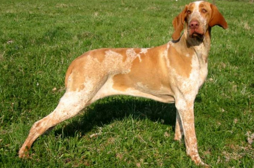 Пьемонтский