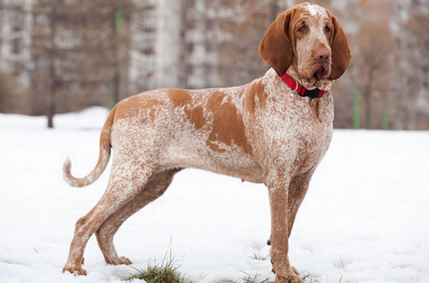 Пьемонтский