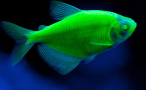 Рыбки GloFish