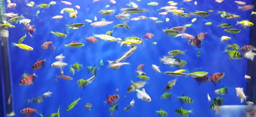 Рыбки GloFish