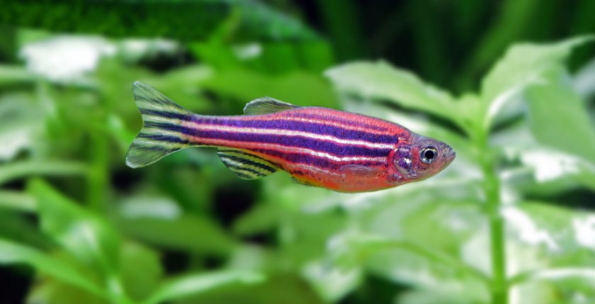 данио-рерио