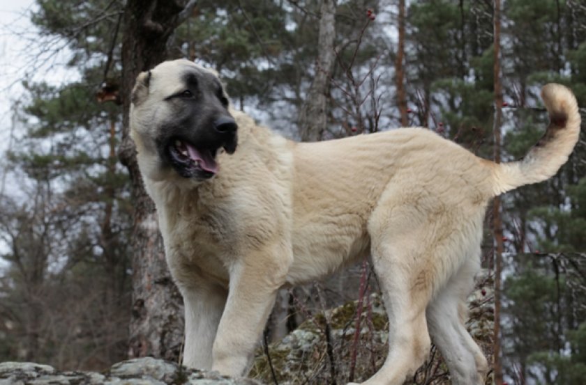 Армянский волкодав